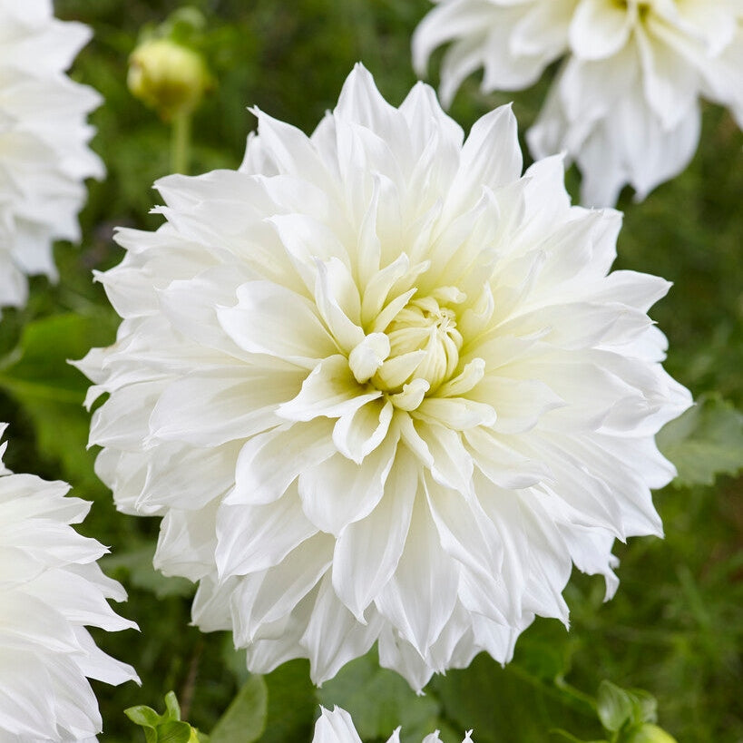Dahlia Dekorativ Fleurel 1-pak